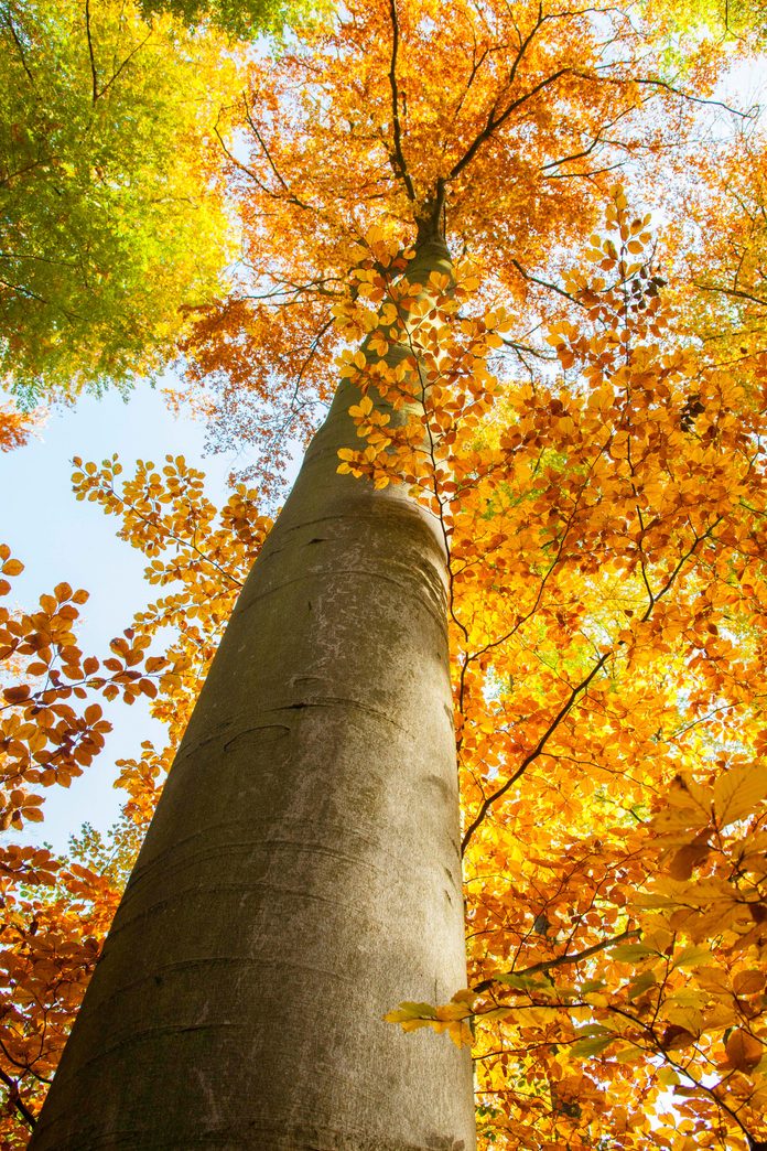EUDR: Wood industry prepares for new traceability requirements