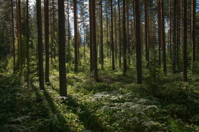 Metsä Group adopts mixed cultivation in one fifth of forest regeneration projects
