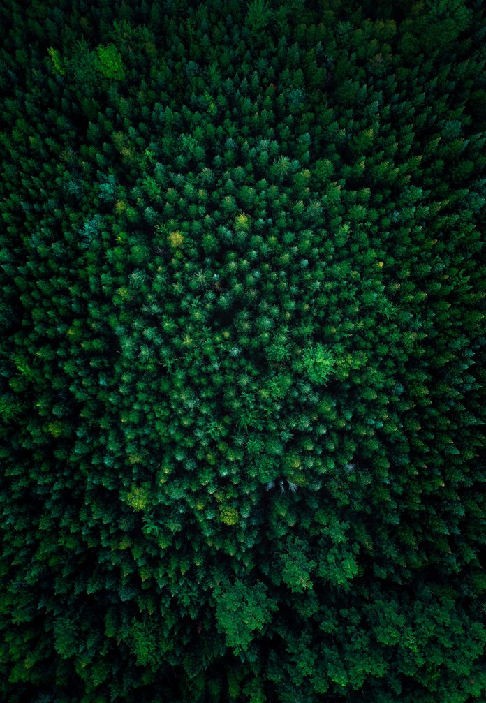 Canada to invest up to $50m in digital forestry centre